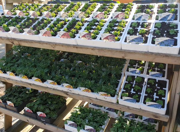 Benches of young plants in the Hunters Chase nursery