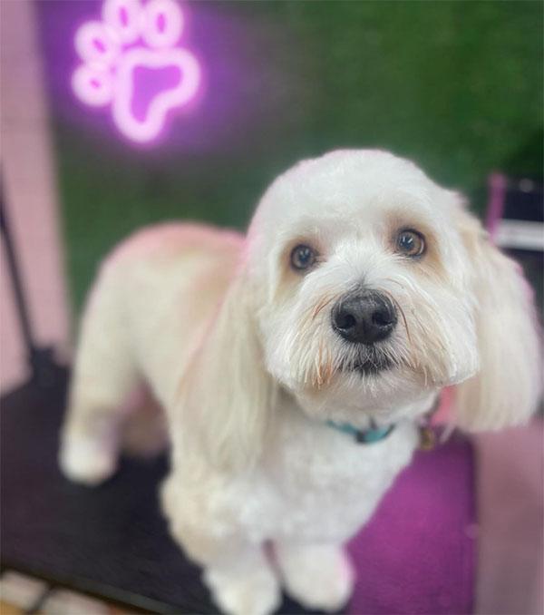 White dog at dog groomers