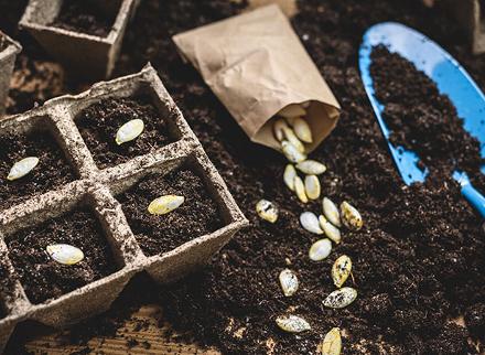 seeds in compost