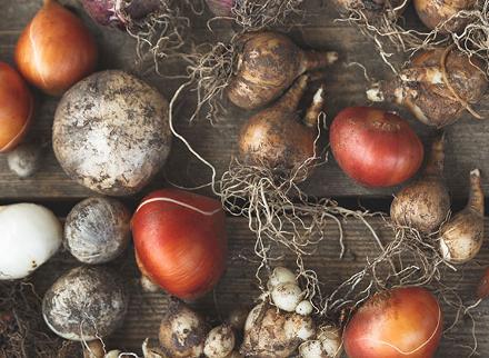 a range of bulbs on table