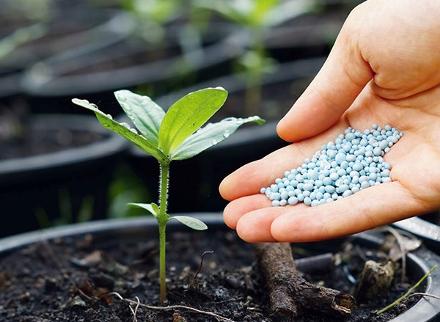 hand adding plant food pellets to sapling