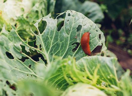 slugs eating Lettice leaves